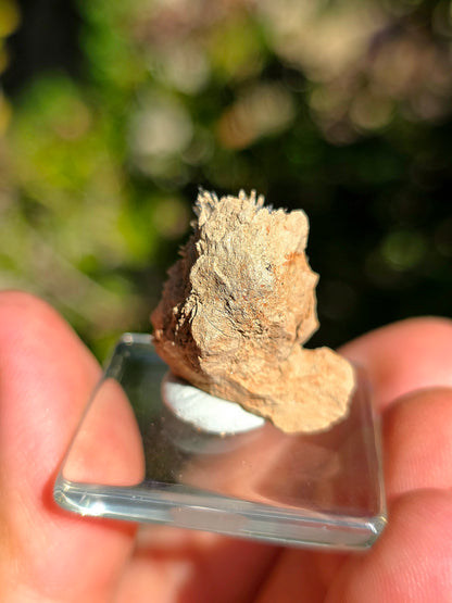 Aragonite aciculaire sur sa marne argileuse d'Espagne