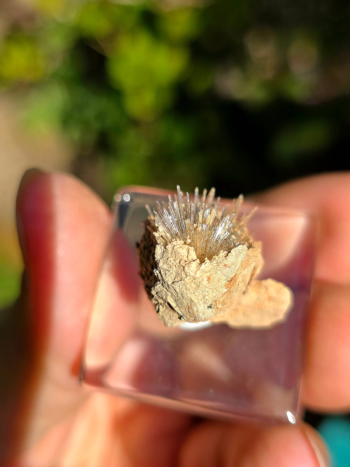 Aragonite aciculaire sur sa marne argileuse d'Espagne