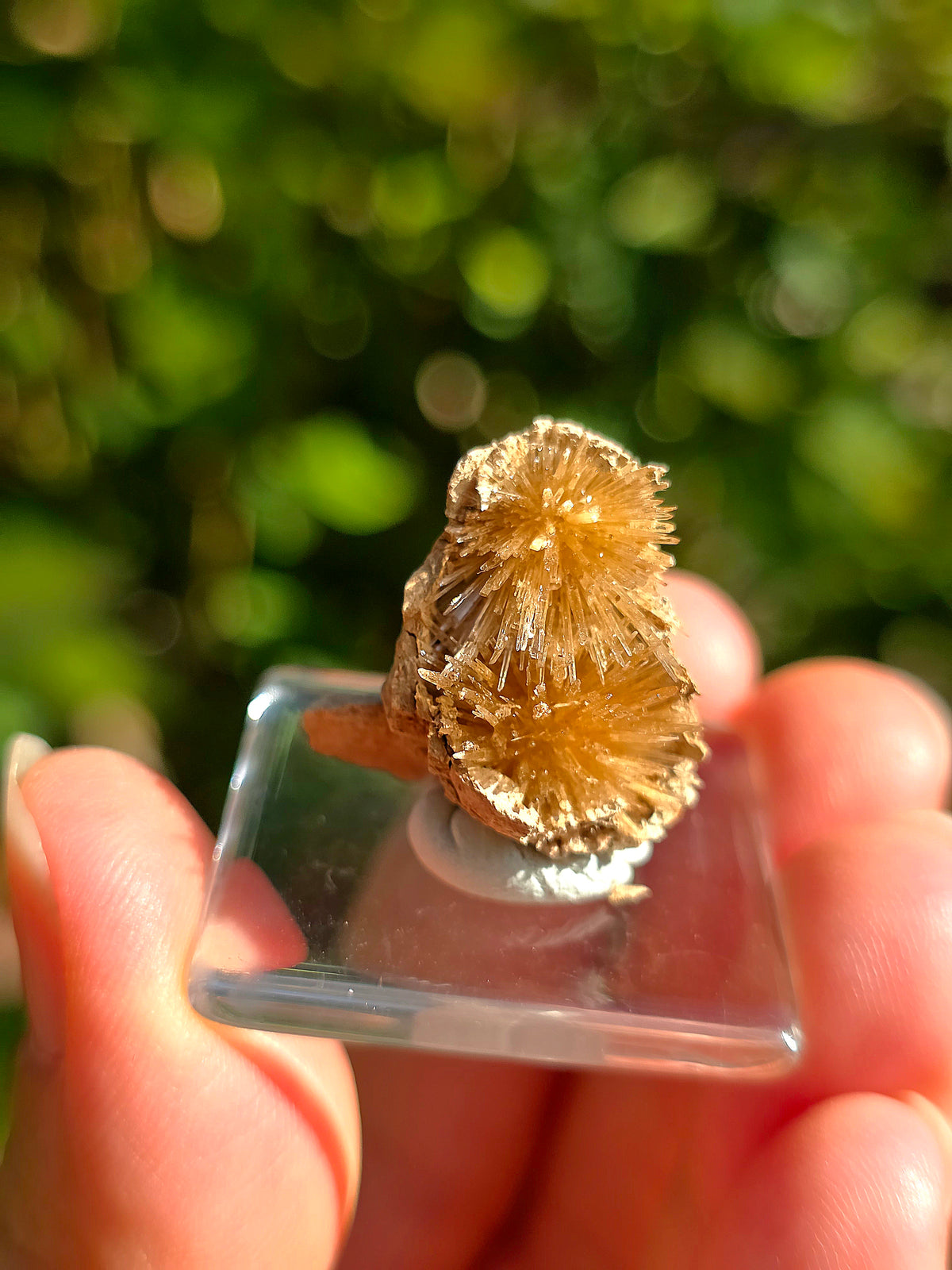 Aragonite aciculaire sur sa marne argileuse d'Espagne