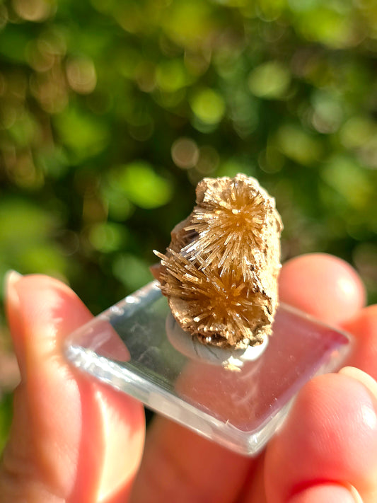Aragonite aciculaire sur sa marne argileuse d'Espagne
