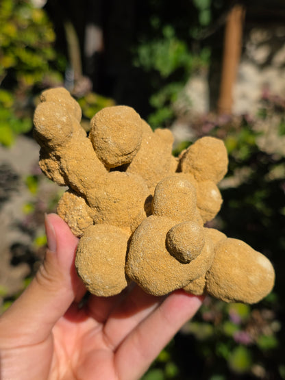 Gogotte d'Espagne brute