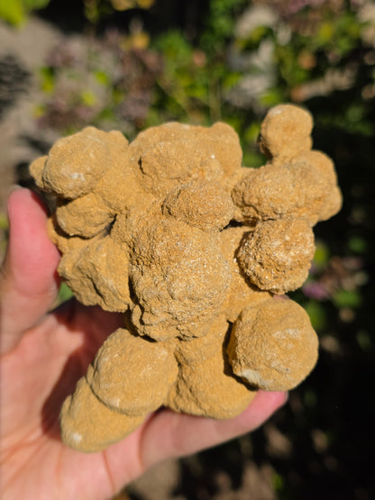 Gogotte d'Espagne brute