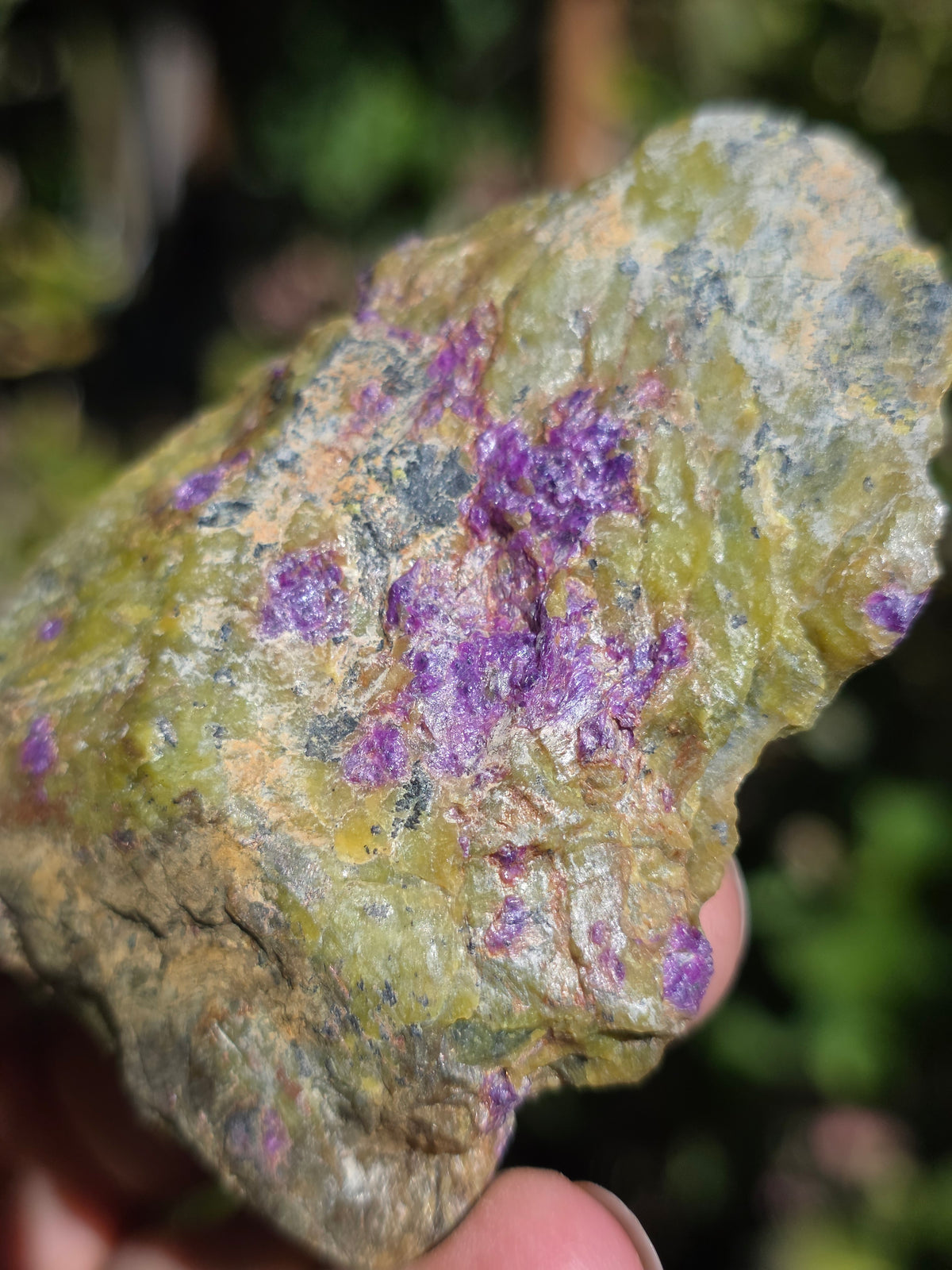 Atlantisite brute (Stichtite violette et Serpentine verte) de Tasmanie