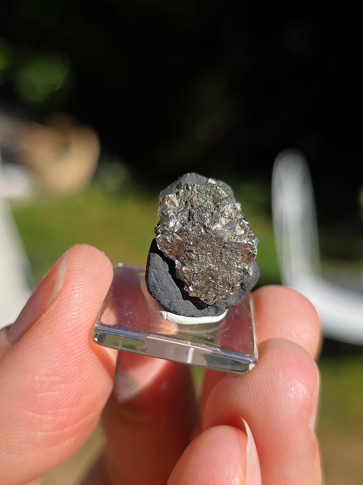 Pyrite sur Schiste de Serre-Ponçon dans les Alpes
