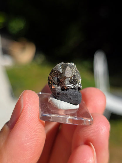 Pyrite sur Schiste de Serre-Ponçon dans les Alpes