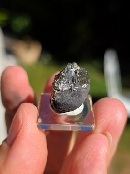 Pyrite sur Schiste de Serre-Ponçon dans les Alpes