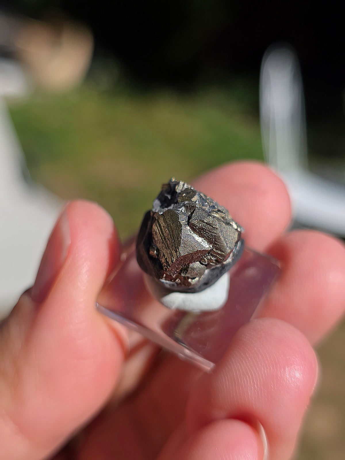 Pyrite sur Schiste de Serre-Ponçon dans les Alpes