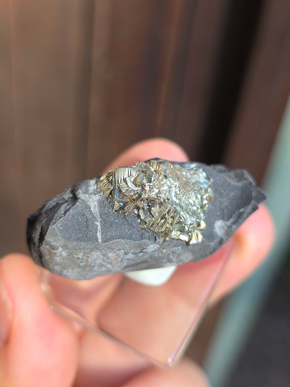 Pyrite sur Schiste française de Serre-Ponçon n°11