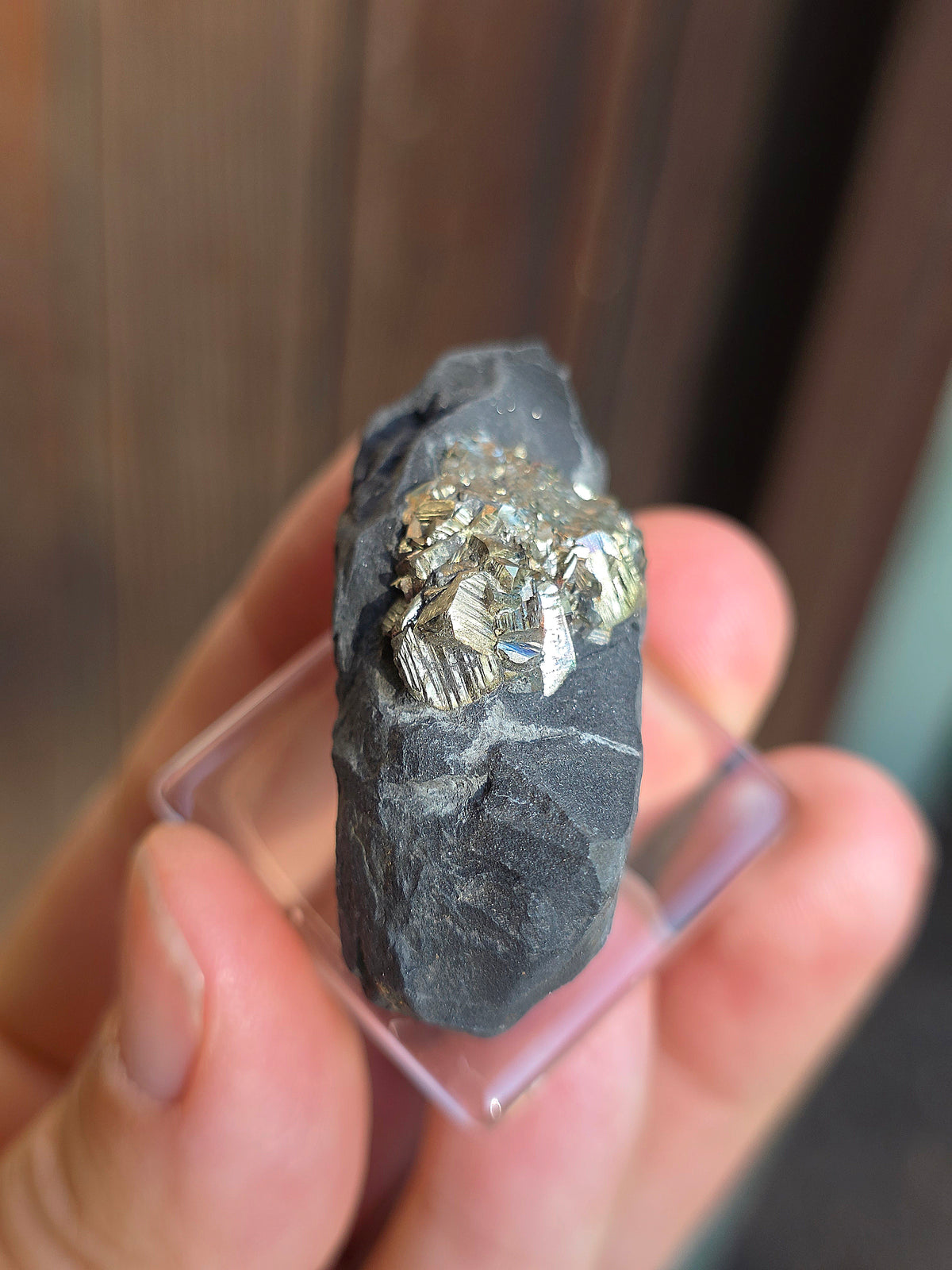 Pyrite sur Schiste française de Serre-Ponçon n°11