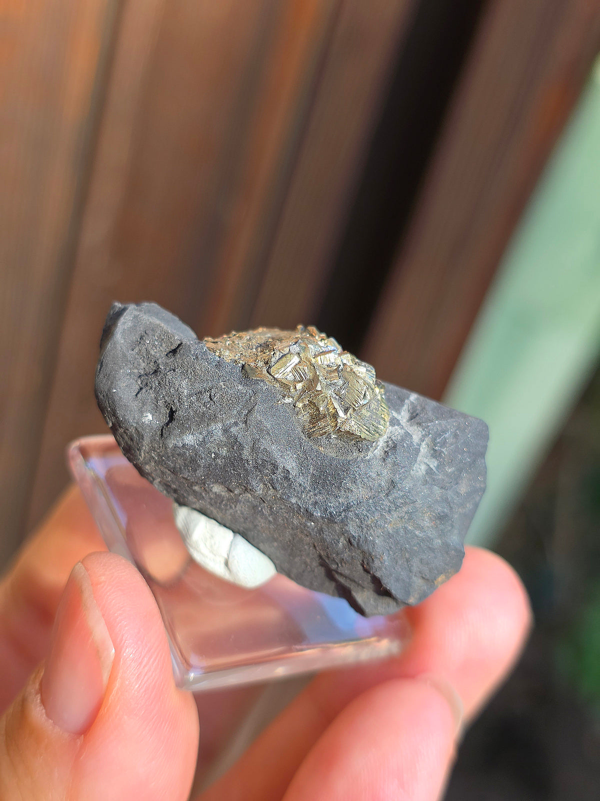 Pyrite sur Schiste française de Serre-Ponçon n°11
