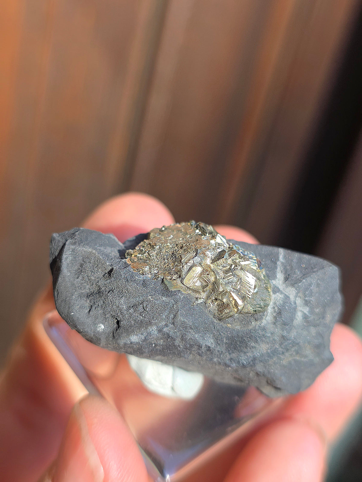 Pyrite sur Schiste française de Serre-Ponçon n°11