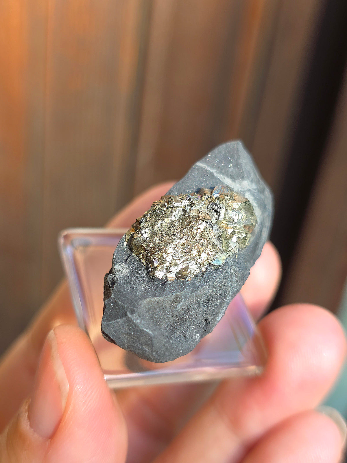 Pyrite sur Schiste française de Serre-Ponçon n°11