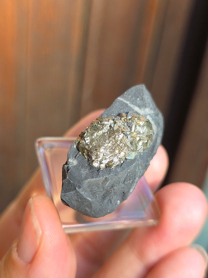 Pyrite sur Schiste française de Serre-Ponçon n°11