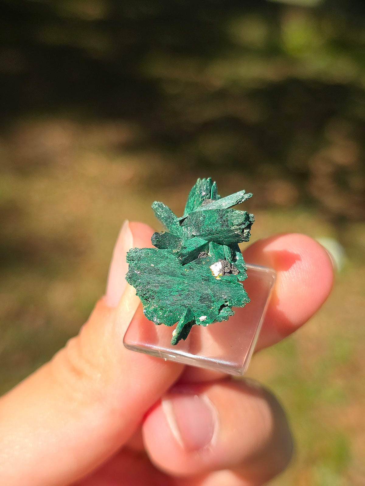 Azurite du Maroc recouverte de Malachite