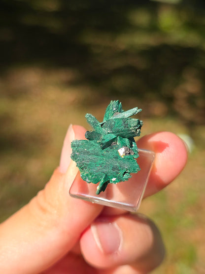 Azurite du Maroc recouverte de Malachite