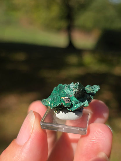 Azurite du Maroc recouverte de Malachite
