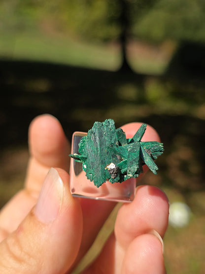 Azurite du Maroc recouverte de Malachite