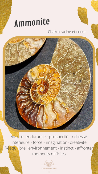 Pendentif en Ammonite