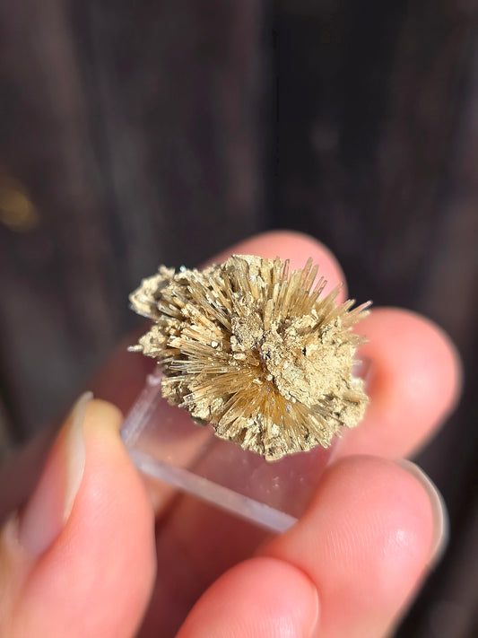 Aragonite corollaire française n°8