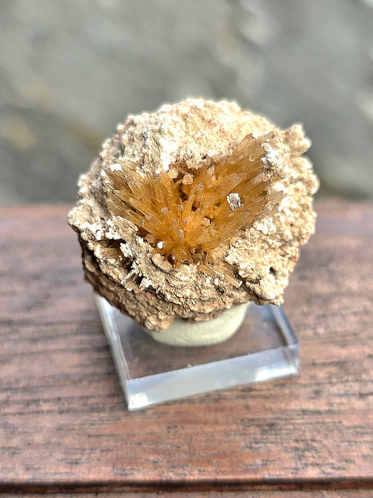 Aragonite corollaire française n°5