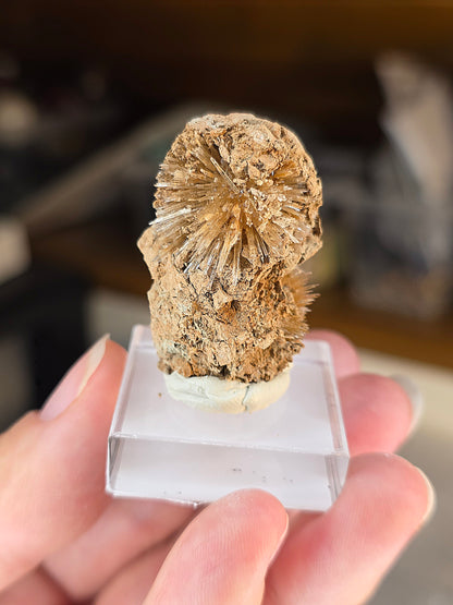 Aragonite corollaire française n°3