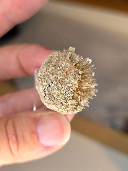 Aragonite corollaire française n°5
