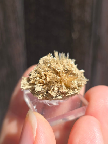 Aragonite corollaire française n°8
