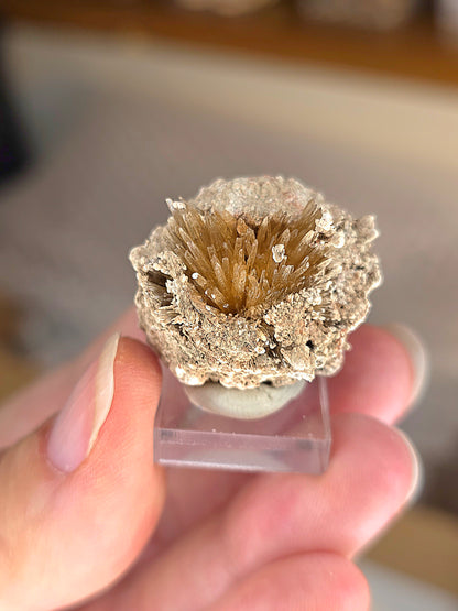 Aragonite corollaire française n°5