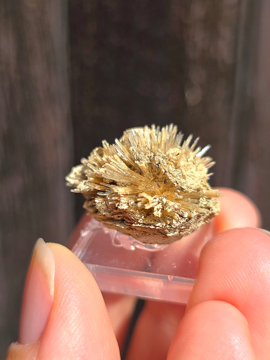 Aragonite corollaire française n°8