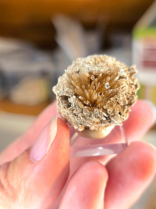 Aragonite corollaire française n°5
