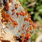 Vanadinite brute