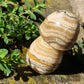 Champignon Aragonite marron B