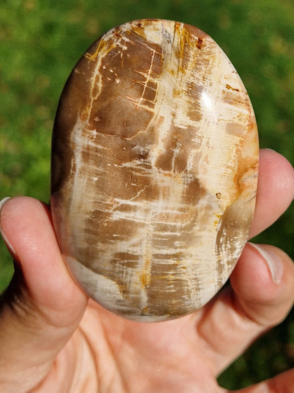 Galet Bois fossile (à choisir)