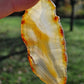 Tranche Agate (à choisir)