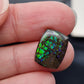 Ammolite (à choisir)
