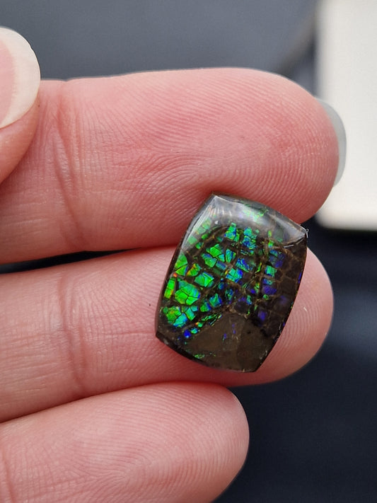 Ammolite (à choisir)