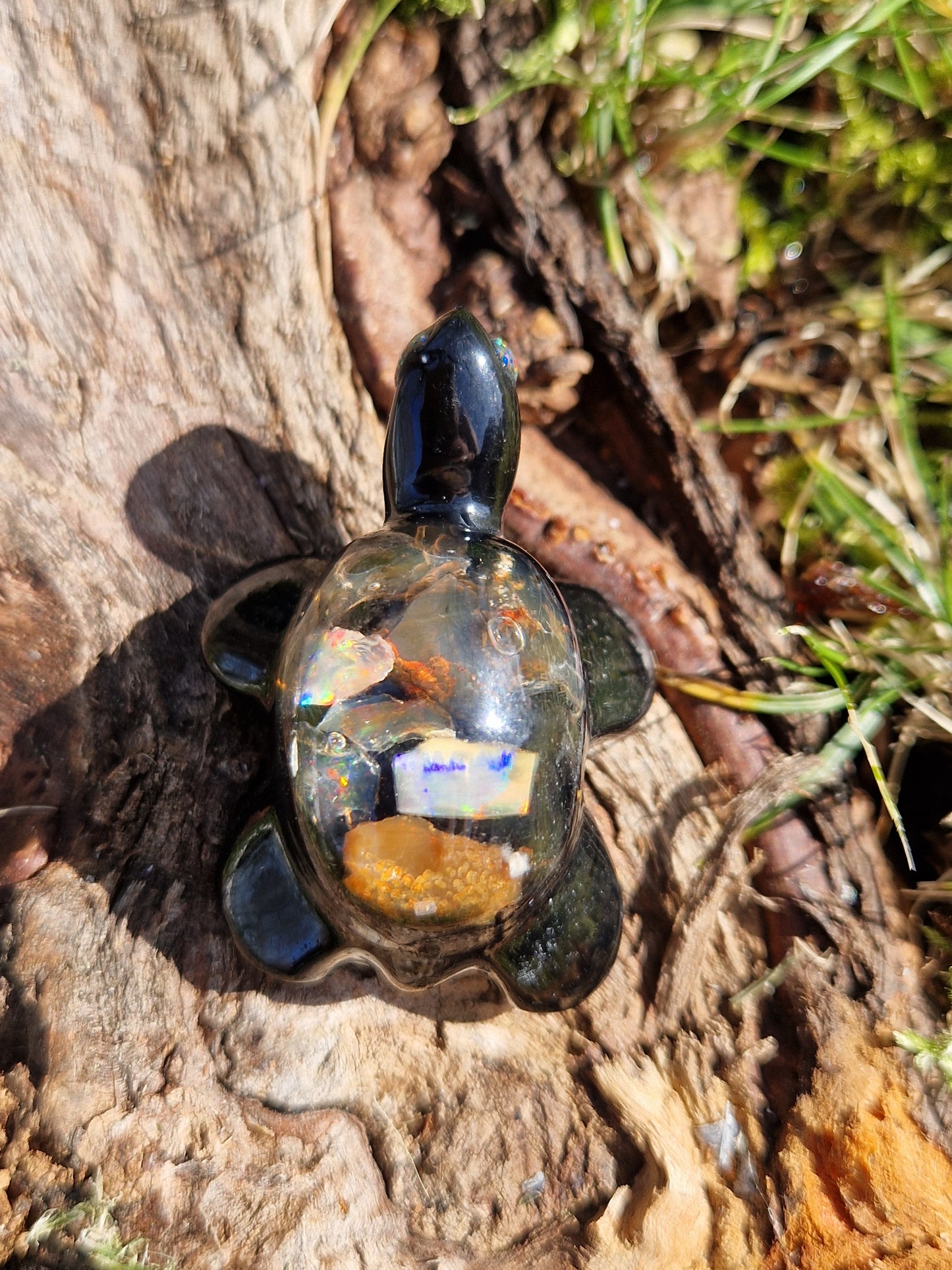Tortue Opale d'Ethiopie