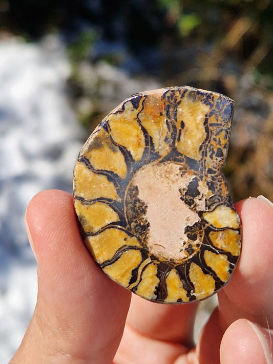 Ammonite du Maroc (à choisir)