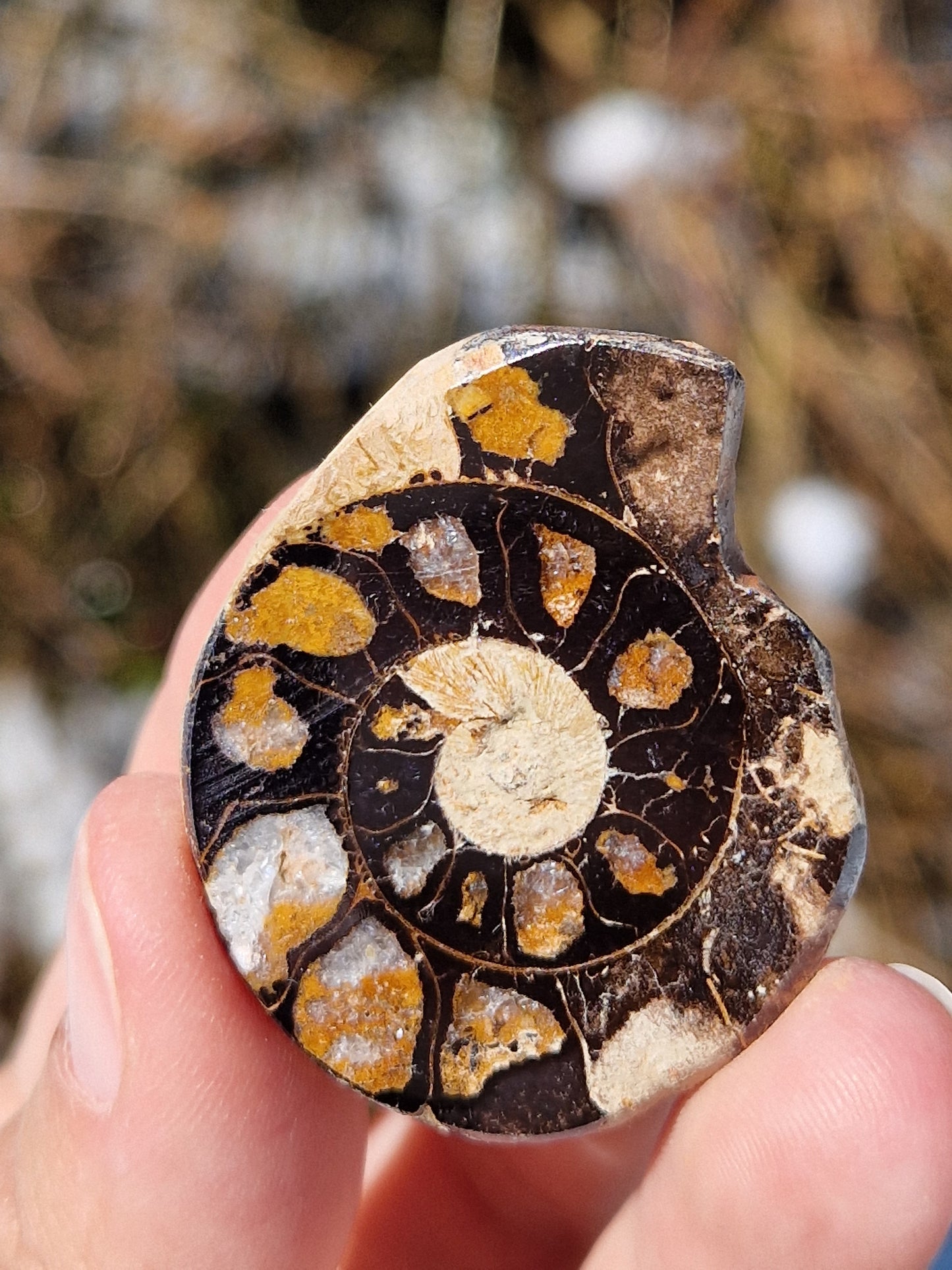 Ammonite du Maroc (à choisir)