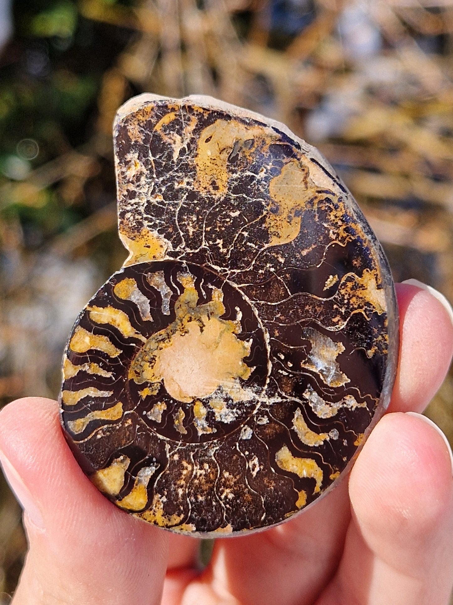 Ammonite du Maroc (à choisir)