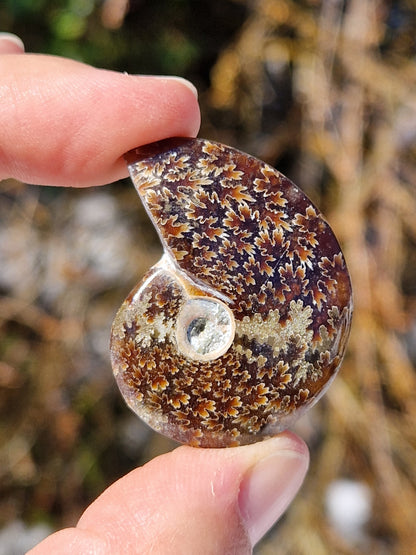 Ammonite de Madagascar (à choisir)