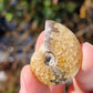 Ammonite de Madagascar (à choisir)