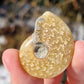 Ammonite de Madagascar (à choisir)