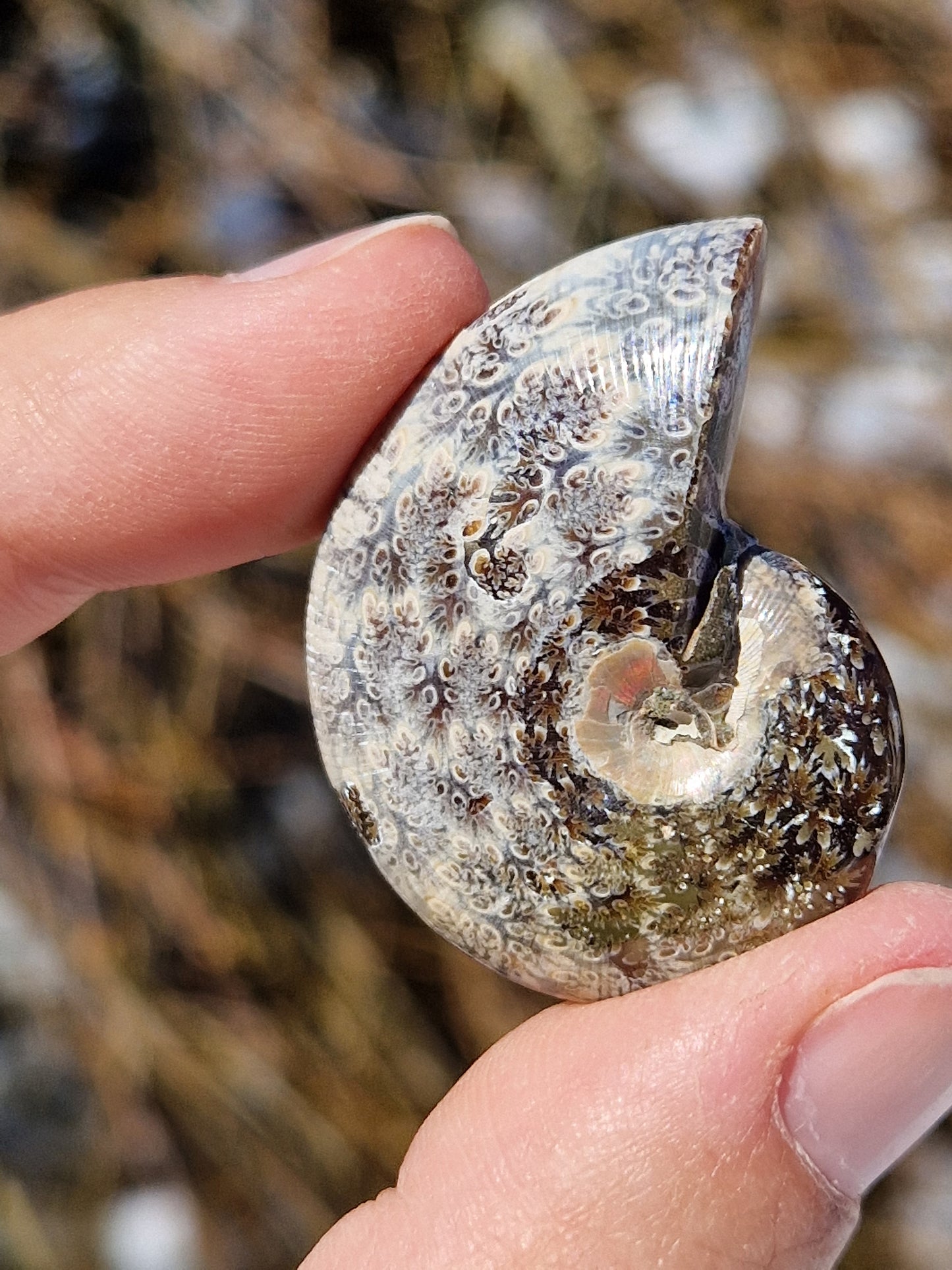 Ammonite de Madagascar (à choisir)