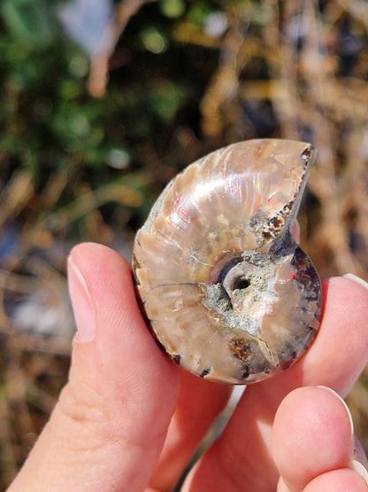 Ammonite de Madagascar (à choisir)