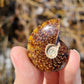 Ammonite de Madagascar (à choisir)