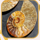 Ammonite de Madagascar (à choisir)